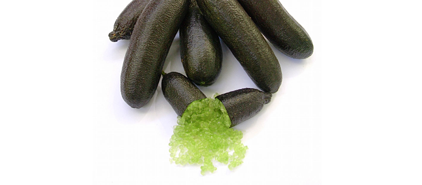 fingerlime_2a fingerlime_2a